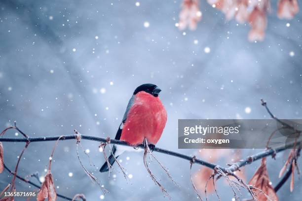 bullfinch sitting on the snowy winter branches - bull finch stock pictures, royalty-free photos & images