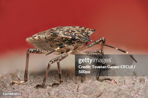 Rock Insects Closeup Of Insect On Rock High-Res Stock Photo - Getty Images