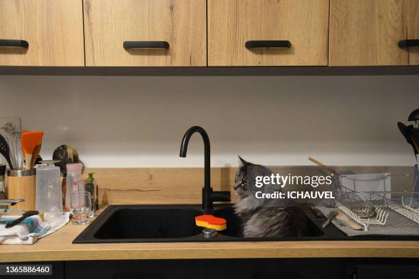 cat in the kitchen sink france - chantiers stock-fotos und bilder