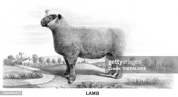 bildbanksillustrationer, clip art samt tecknat material och ikoner med lamb illustration 1892 - animal head
