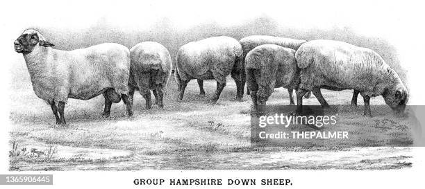 lammillustration 1892 - schafkopf stock-grafiken, -clipart, -cartoons und -symbole