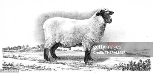 lammschaf illustration 1892 - schafkopf stock-grafiken, -clipart, -cartoons und -symbole