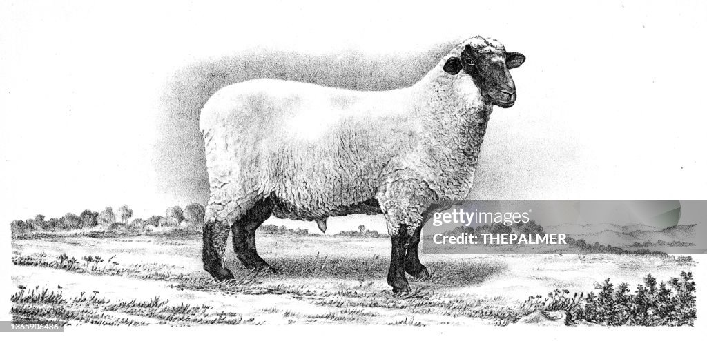 Illustrazione della pecora di agnello 1892