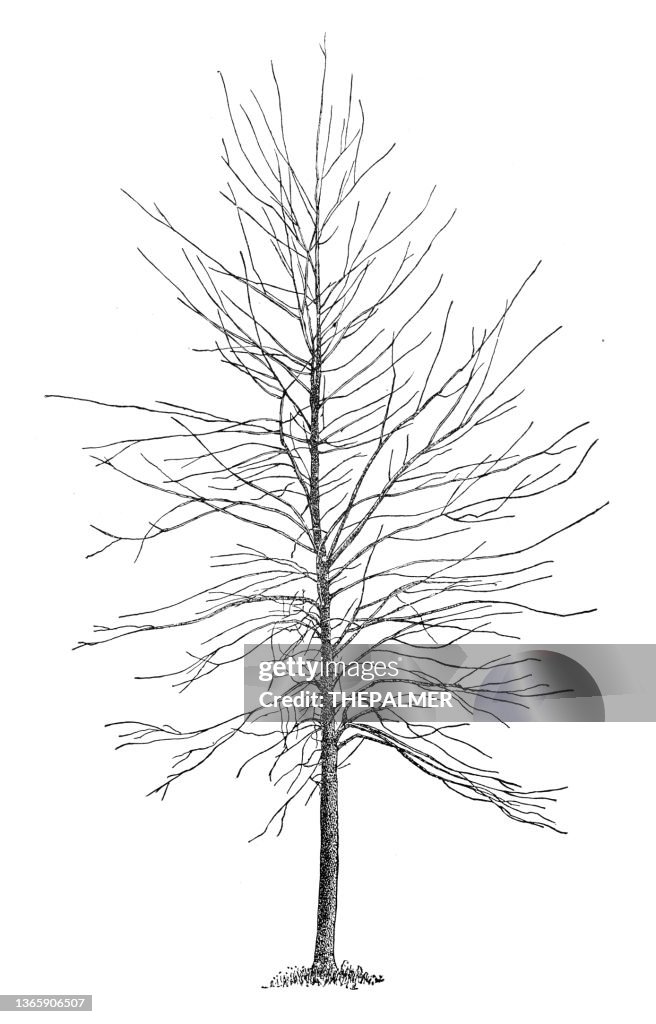 Leave Less Tree Leaves Less Tree Engraving 1892 High-Res Vector Graphic - Getty Images