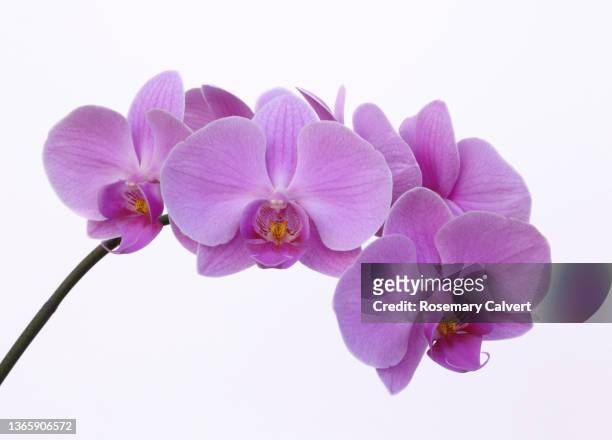spray of pink phalaenopsis orchid flowers on white. - moth orchid ストックフォトと画像
