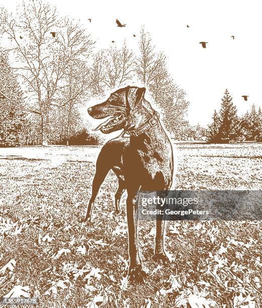 lächelnder hund im öffentlichen park - herbst hund stock-grafiken, -clipart, -cartoons und -symbole