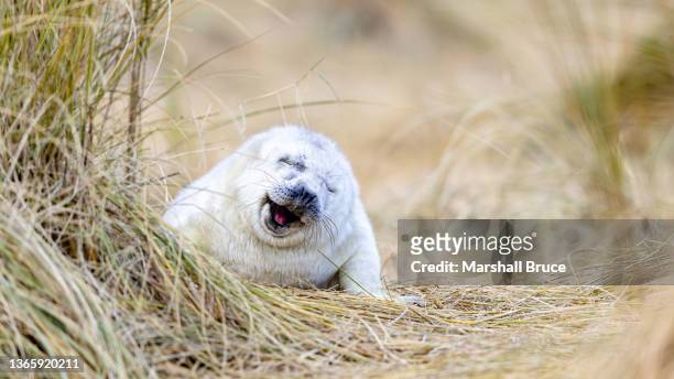 gray seal pup on beach - baby seal stock pictures, royalty-free photos & images