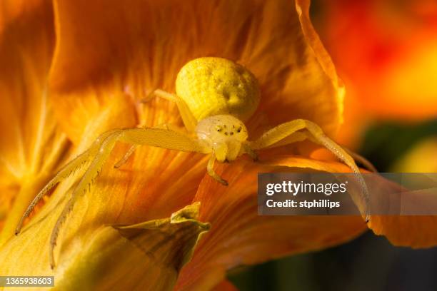 The Green Crab Spider Photos and Premium High Res Pictures - Getty Images