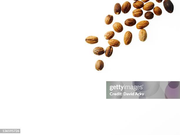 studio shot of nutmeg - nutmeg stock pictures, royalty-free photos & images