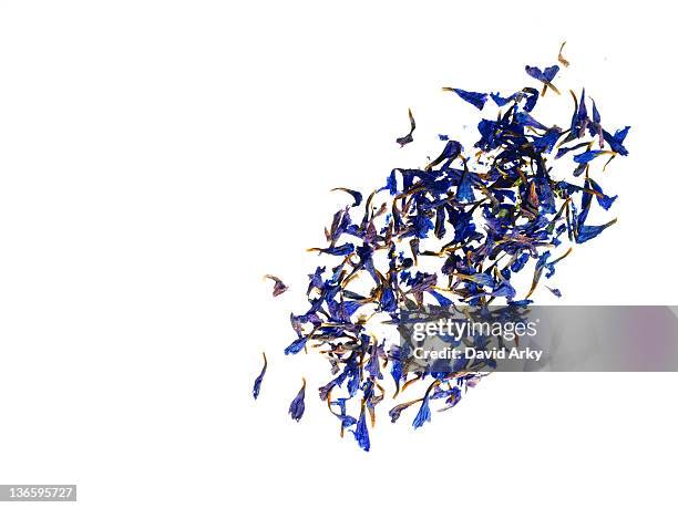 studio shot of bergamot petals - bergamot stock pictures, royalty-free photos & images