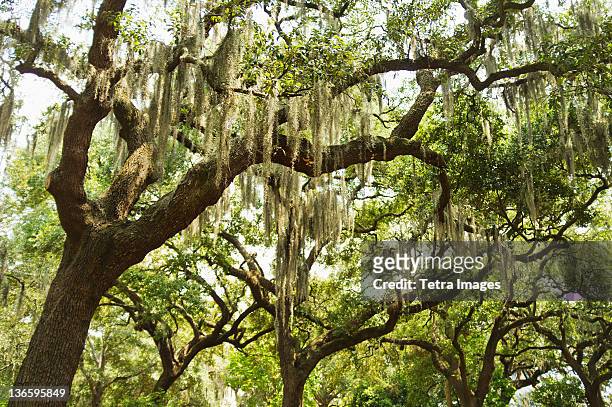 usa, georgia, savannah, spanish moss on oak trees - live oak tree stock pictures, royalty-free photos & images