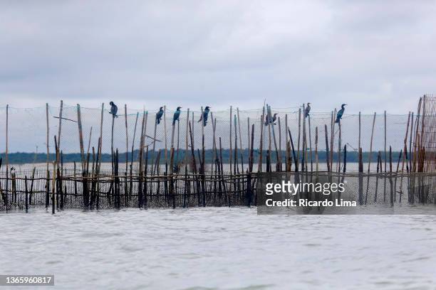 fishing trap in brazil atlantic shore - ricardo corral stock pictures, royalty-free photos & images
