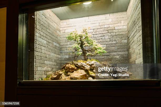 japanese bonsai in a modern display. - bonsai tree ストックフォトと画像