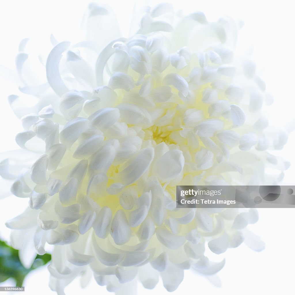 Studio shot of Chrysanthemum