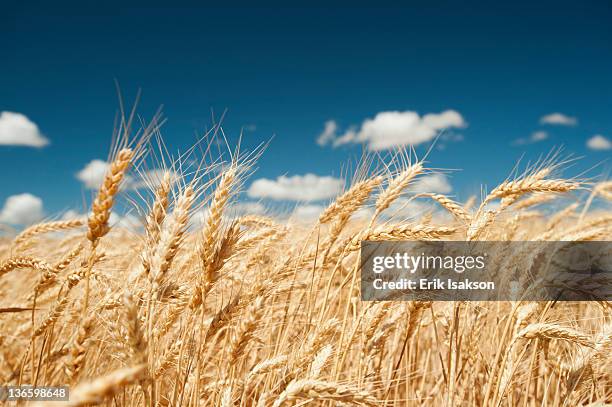 usa, oregon, wasco, wheat ears in bright sunshine under blue sky - tarwe stockfoto's en -beelden