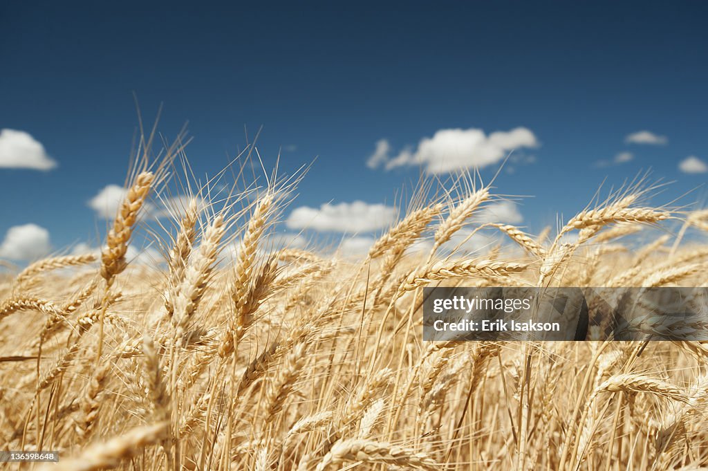 USA, Oregon, Wasco, Wheat ears in bright sunshine under blue sky