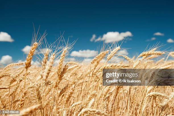 usa, oregon, wasco, wheat ears in bright sunshine under blue sky - wheat grain 個照片及圖片檔