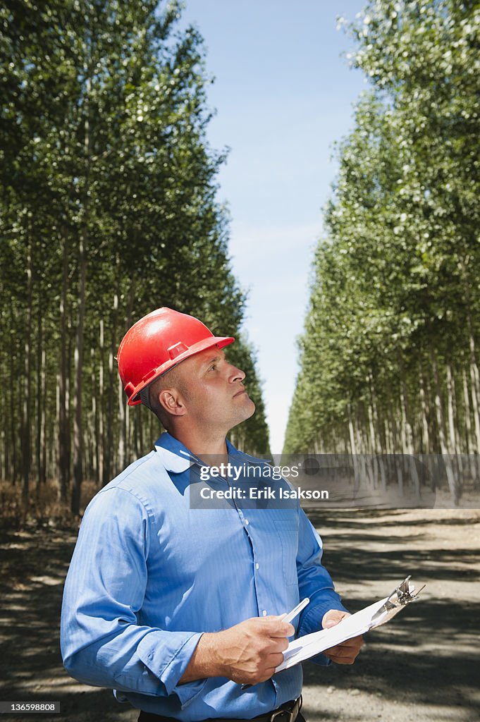 USA, Oregon, Boardman, Engineer standing between orderly rows of poplar trees in tree farm