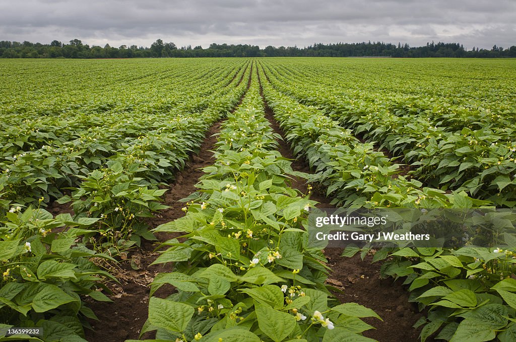 USA, Oregon, Marion County, Field of green beans blooming