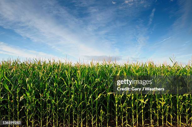 usa, oregon, marion county, corn field - corn field stockfoto's en -beelden