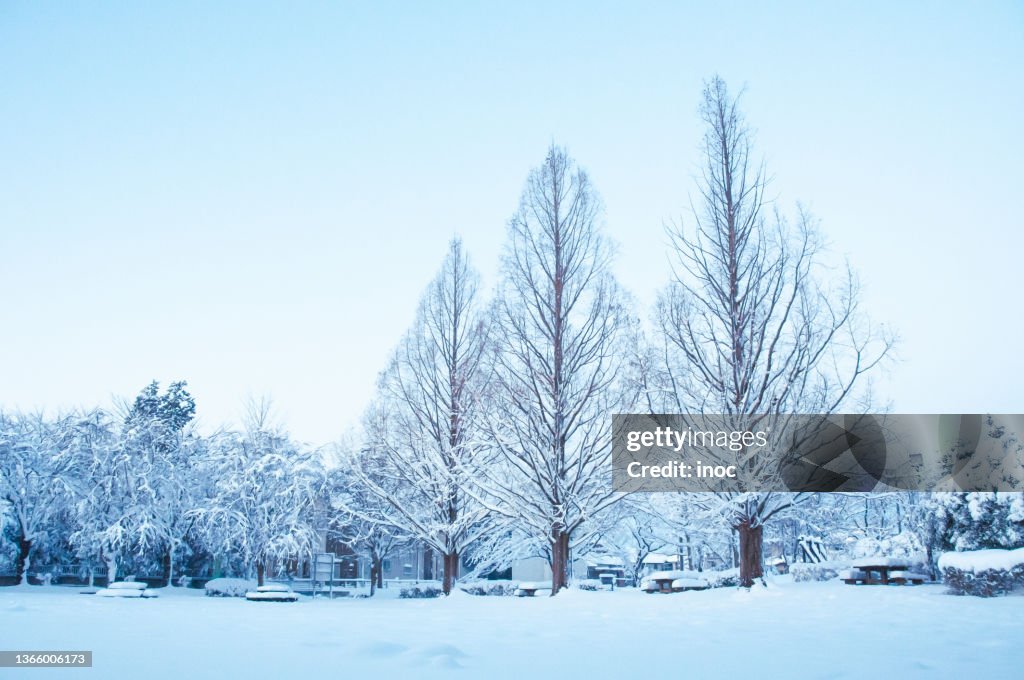 Trees covered with snow