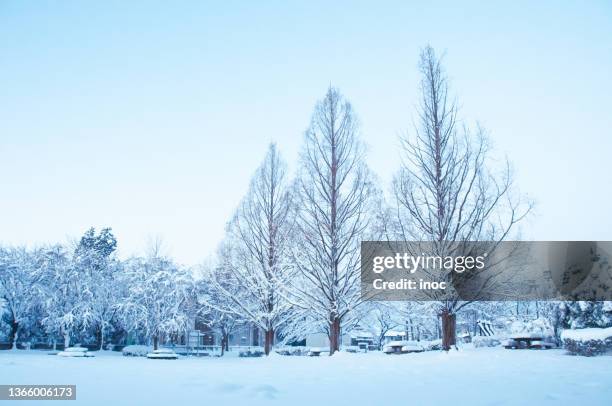 trees covered with snow - neve profunda imagens e fotografias de stock