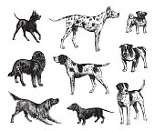 Dog collection - vintage engraved illustration isolated on white background