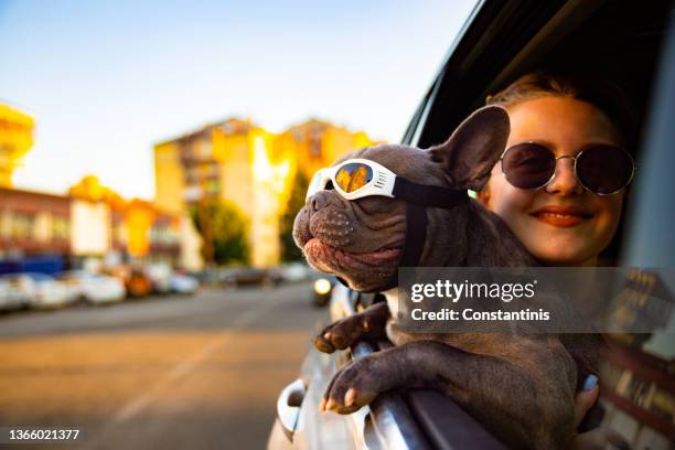 charming woman, a pet owner, leaning on her dog, while he through car window exploring the city - cool sunglasses stock pictures, royalty-free photos & images