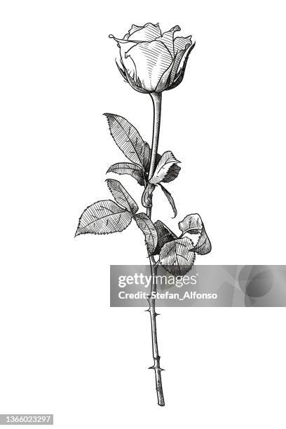 1 295点のバラ 線画イラスト素材 Getty Images 1 295点のバラ 線画イラスト素材 Getty Images