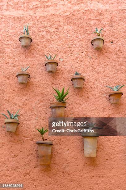 marrakesh, morocco - cactus plant stockfoto's en -beelden