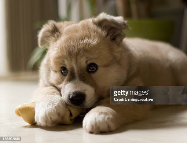 adorable puppy chewing his bone - chewed stock pictures, royalty-free photos & images
