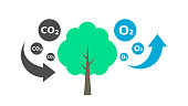 Tree absorbs CO2 and releases O2. Carbon cycle. Photosynthesis process diagram.