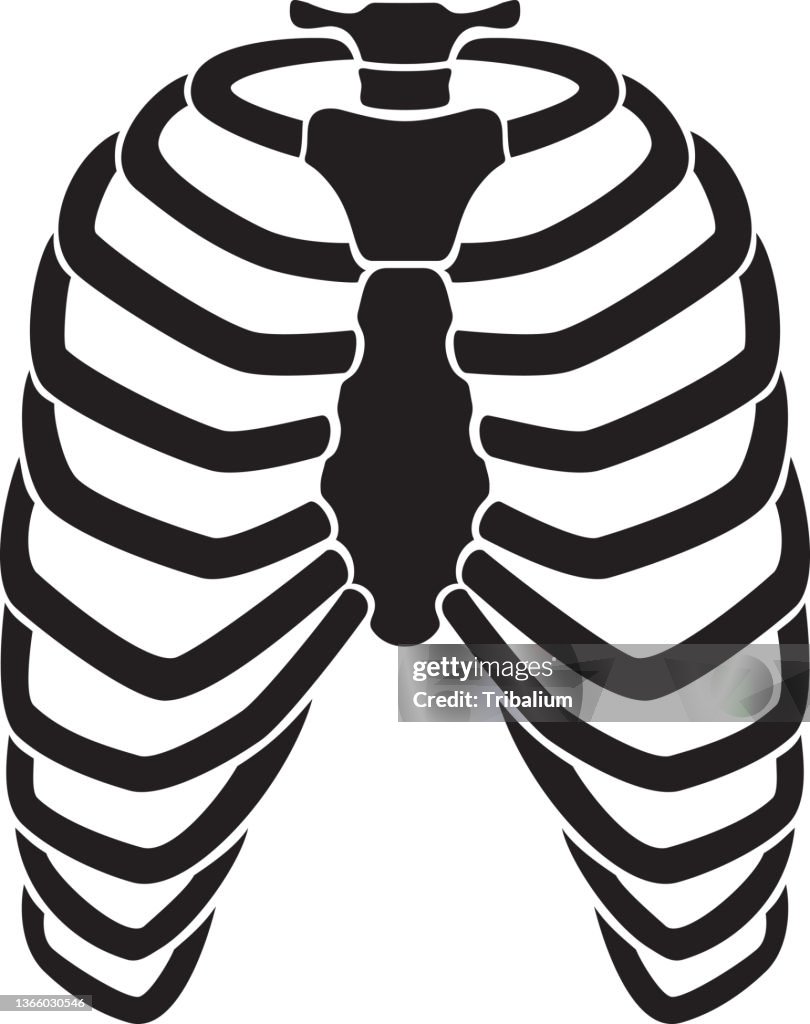 3 Rib Rib Cage Vector Human Rib Cage Skeleton High-Res Vector Graphic - Getty Images