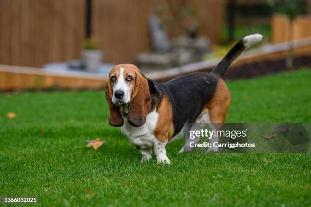 portrait of a basset hound standing in a garden - basset hound stockfoto's en -beelden