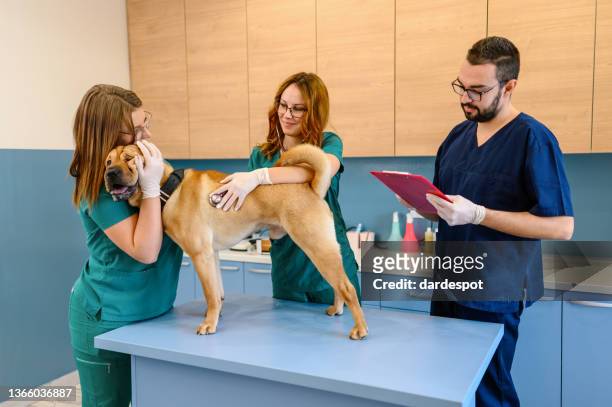 veterinari che esaminano il cane - shar pei foto e immagini stock
