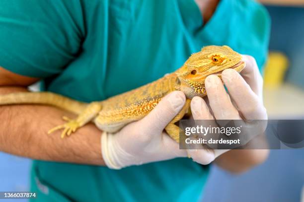 veterinario sosteniendo dragón barbudo en las manos. - reptil fotografías e imágenes de stock