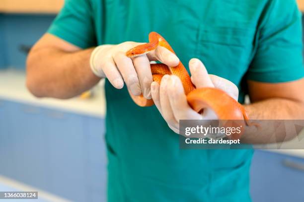 veterinarian holds corn snake in hands. - pet snake stock pictures, royalty-free photos & images