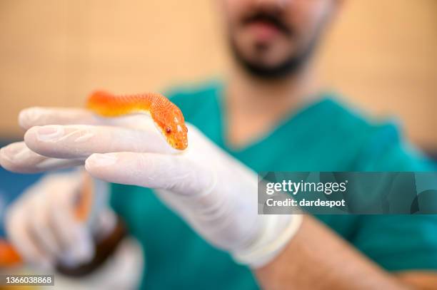 veterinarian holds corn snake in hands. - corn snake stockfoto's en -beelden