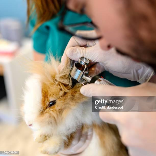 Rabbit Ear Measuring Ruler 6,088 Rabbit Ear Stock Photos, High-Res Pictures, and Images - Getty Images