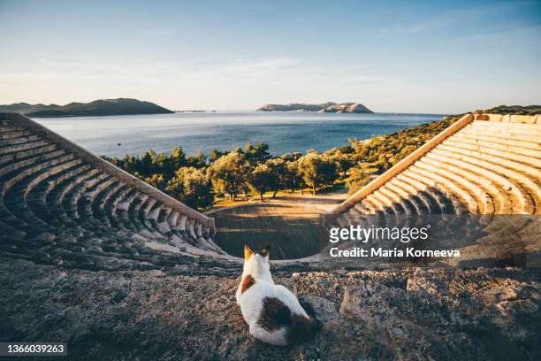 cat sits on step of old amphitheater in mediterranean town - antalya city stock-fotos und bilder