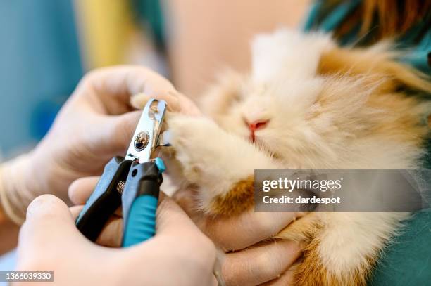 veterinarian cutting rabbit's claws. - claw stock pictures, royalty-free photos & images