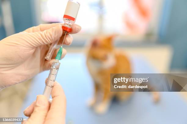 a veterinarian in medical gloves holds a syringe before injection into a cat. - antibiotic stock pictures, royalty-free photos & images