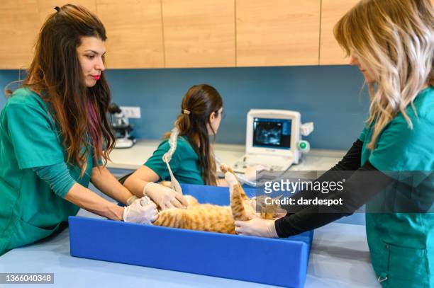 veterinarians carry through an ultrasound examination of a domestic cat - cat scan stockfoto's en -beelden