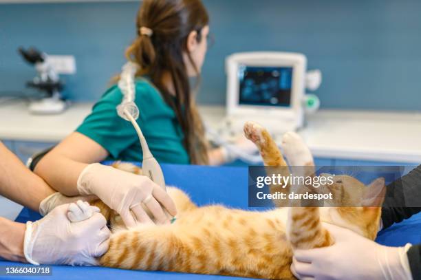 veterinarians carry through an ultrasound examination of a domestic cat - cat scan imagens e fotografias de stock