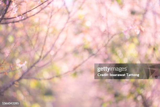 pink sakura flowers, dreamy romantic spring background with bokeh lights. - spring romance stock pictures, royalty-free photos & images