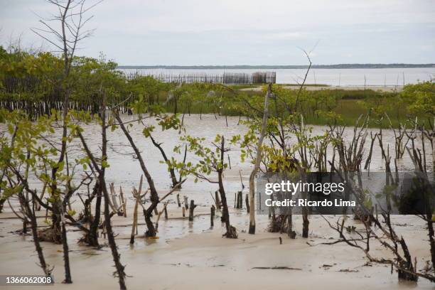 South American Tuber Photos and Premium High Res Pictures Getty Images South American Tuber Photos and Premium High Res Pictures Getty Images