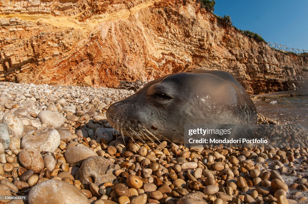 Monk seal sleeping and sunbathing on the beach