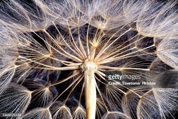 close up of dandelion seeds. dandelion abstract background. - blumensamen stock-fotos und bilder