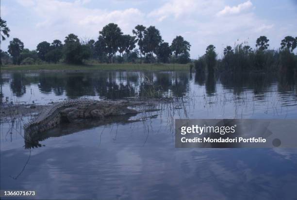 Coccodrillo - Crocodyllus niloticus - Liwonde National Park - Fiume Shire - Malawi - AfricaCrocodile on the Shire River warming itself in the sun,...