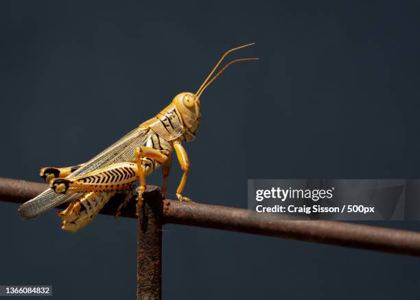 suspicious subject,close-up of insect on twig - wanderheuschrecke stock-fotos und bilder